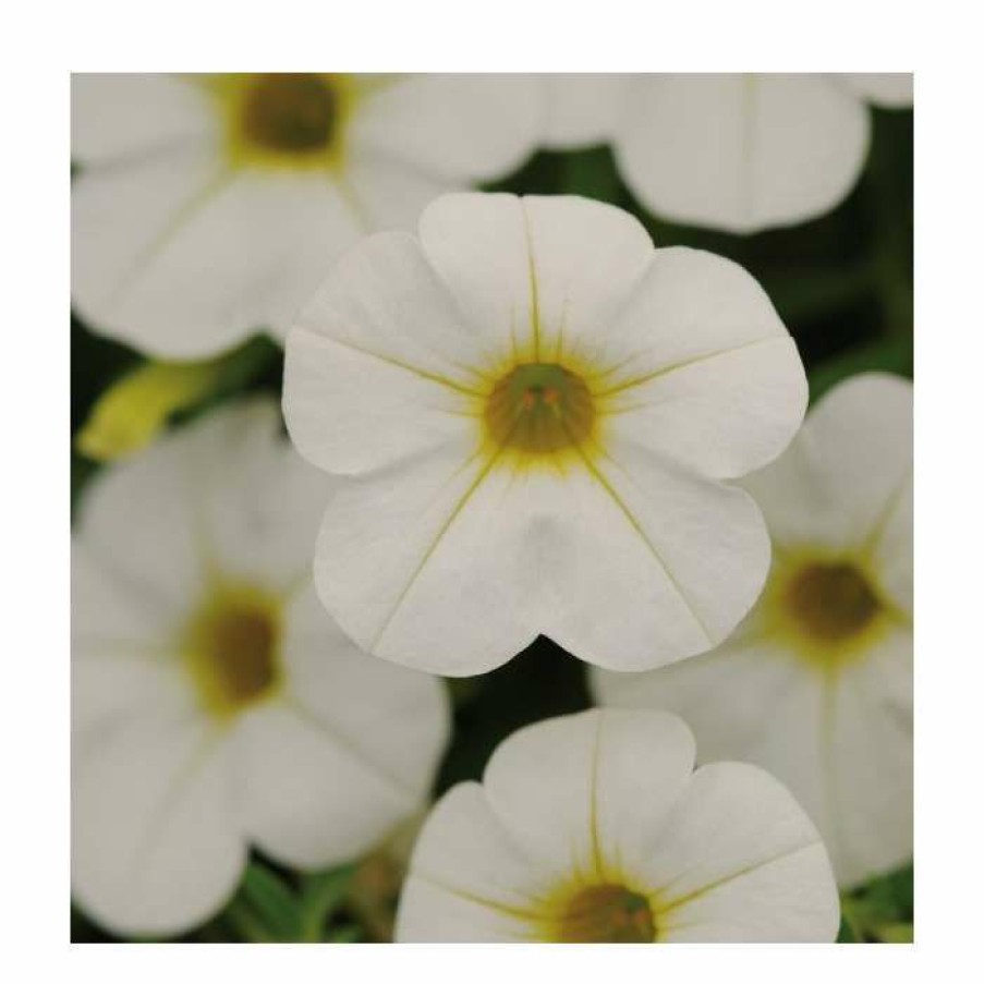 Bedding Plants * | Calibrachoa 'Cabaret White' | Pack Of 5 Plug Plants