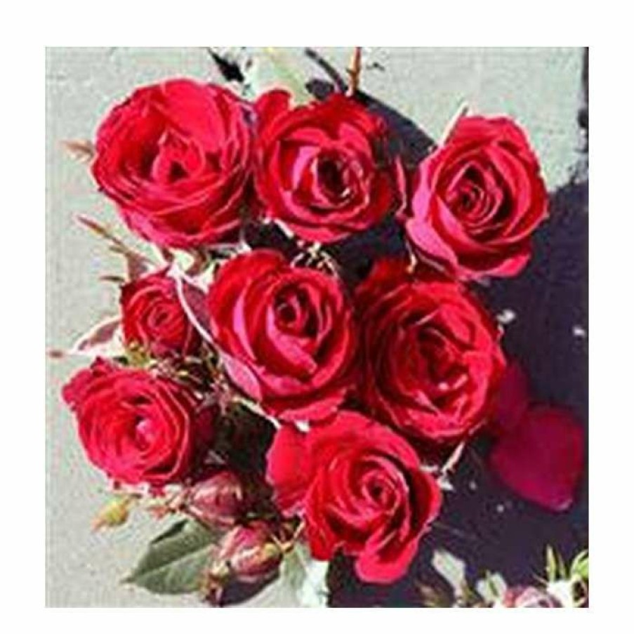 Rose Bushes * | Ruby Wishes' Patio Rose 5.5L Pot