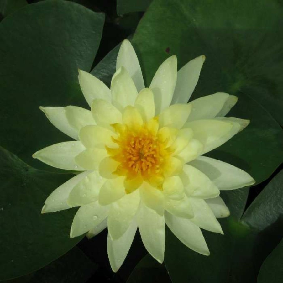 Pond Plants * | Large Water Lily 'Lemon Mist' Nymphaea 'Lemon Mist' 3L Pot