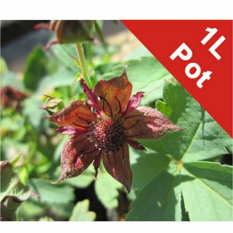 Pond Plants * | Marsh Cinquefoil | Potentilla Palustris