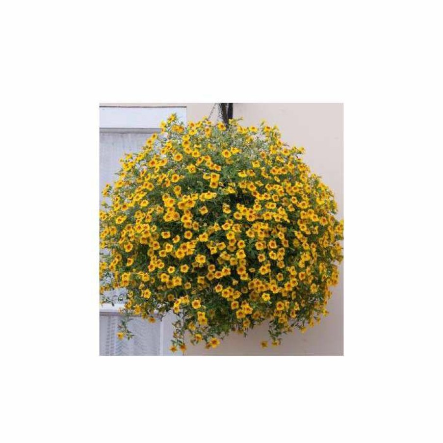 Bedding Plants * | Calibrachoa Can-Can 'Sunrise Improved' | Bedding | 5 X Large Plugs