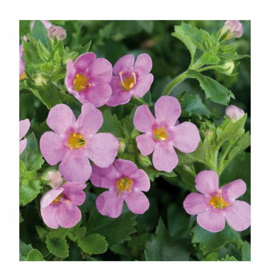 Bedding Plants * | Bacopa Great 'Pink Beauty' | Pack Of 5 Plug Plants