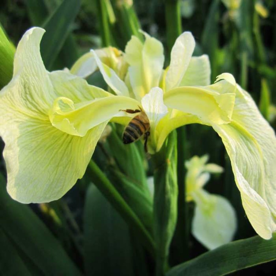 Pond Plants * | 1L Yellow Flag Iris 'Bastardii' Iris Pseudacorus 'Bastardii'