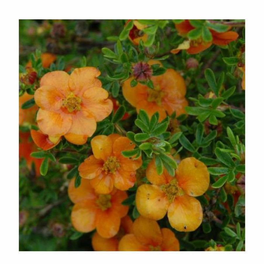 Ornamental Shrubs * | 10 15Cm Potentilla Fruticosa 'Orang'Issima' | 9Cm Pot