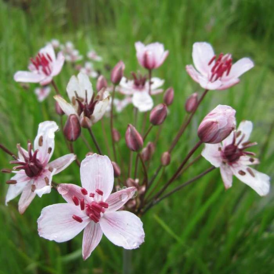 Pond Plants * | Flowering Rush | Butomus Umbellatus