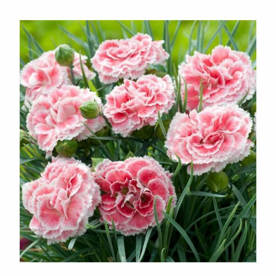 Perennial Plants * | Dianthus Scented 'Coral Reef' | 2L Pot