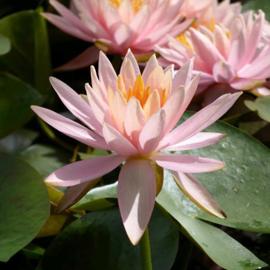 Pond Plants * | Nymphaea 'Colorado' | Water Lily