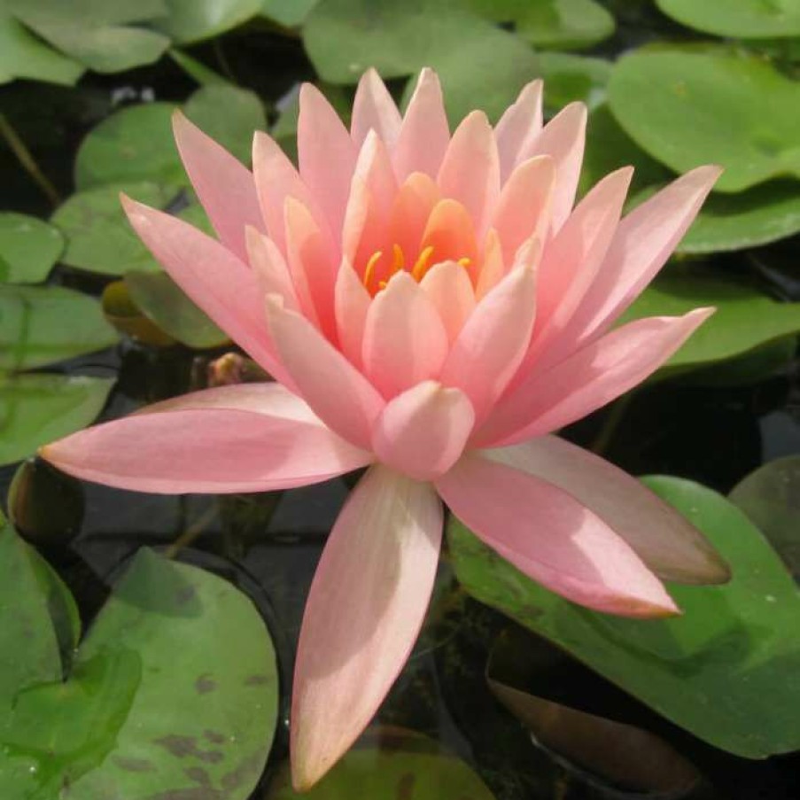 Pond Plants * | Nymphaea 'Colorado' | Water Lily