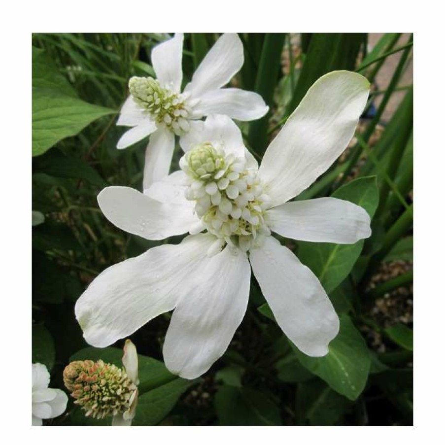 Pond Plants * | Apache Beads | Anemopsis Californicum