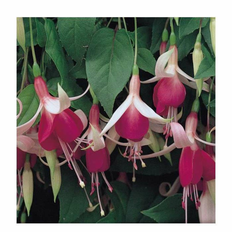 Bedding Plants * | Trailing Fuchsia 'Cascade' | Pack Of 5 Plug Plants