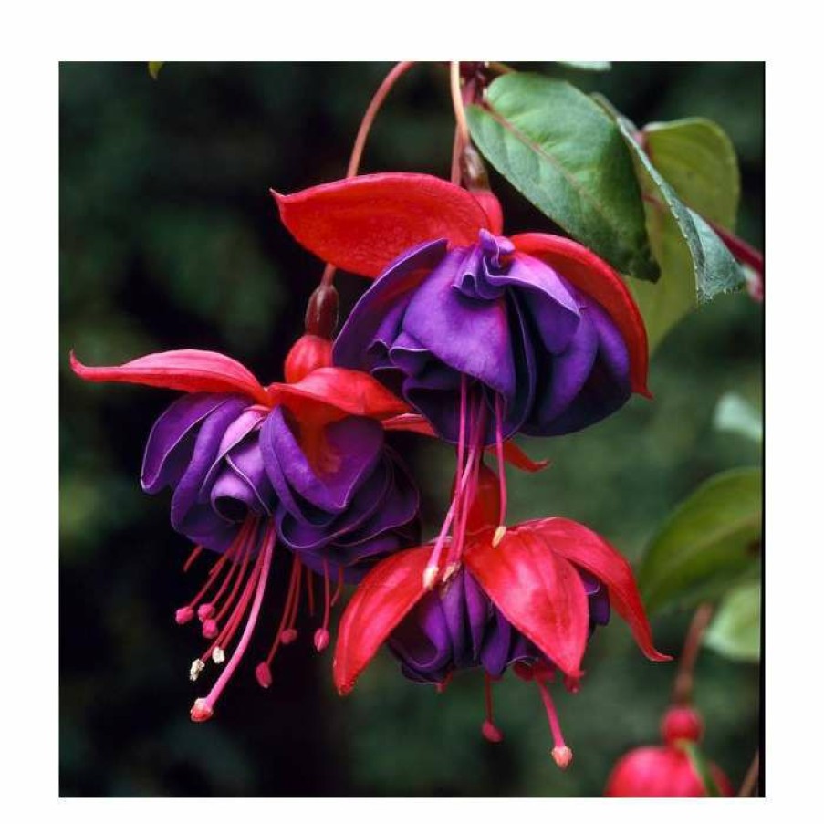 Bedding Plants * | Fuchsia 'Dark Eyes' | 10.5Cm Pot