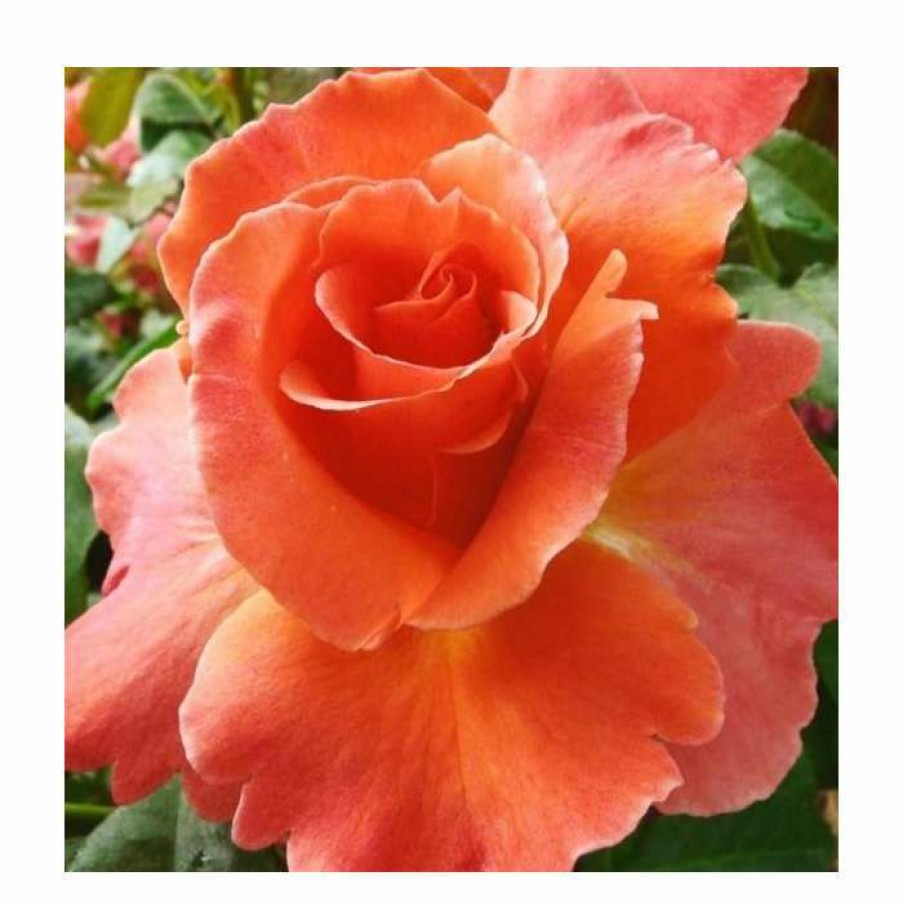 Rose Bushes * | I Am Macmillan | Floribunda Rose