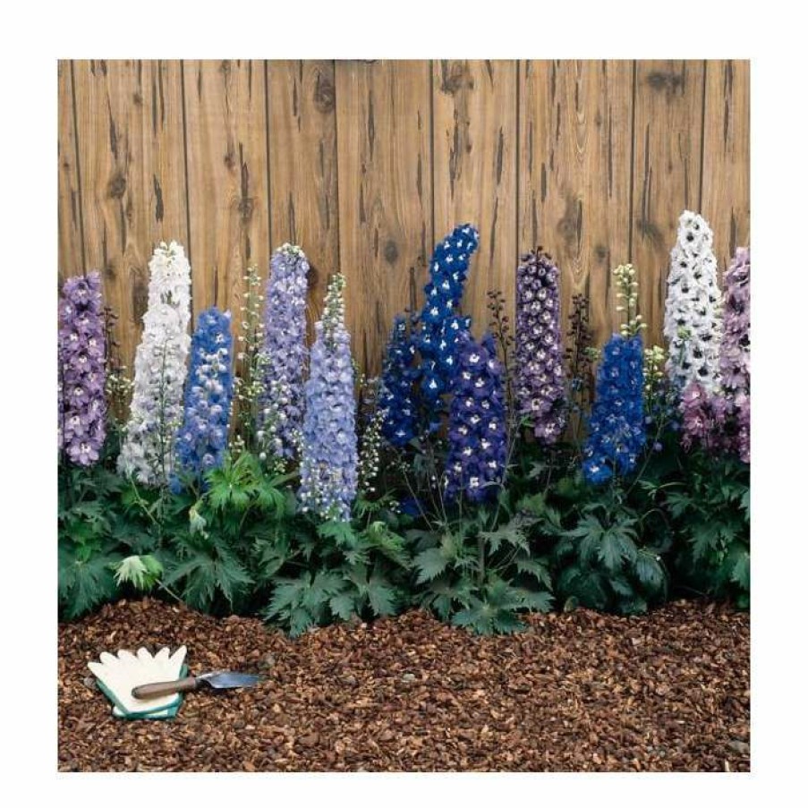 Perennial Plants * | Delphinium Elatum Magic Fountains 'Cherry Blossum With White Bee' | Perennial | 5 X Large Plugs