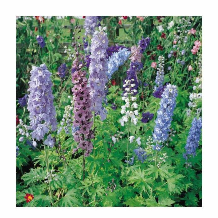 Perennial Plants * | Delphinium Elatum Magic Fountains 'Cherry Blossum With White Bee' | Perennial | 5 X Large Plugs