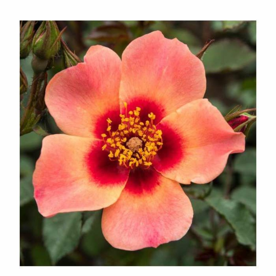 Ornamental Shrubs * | For Your Eyes Only' Bush Rose 4L Pot