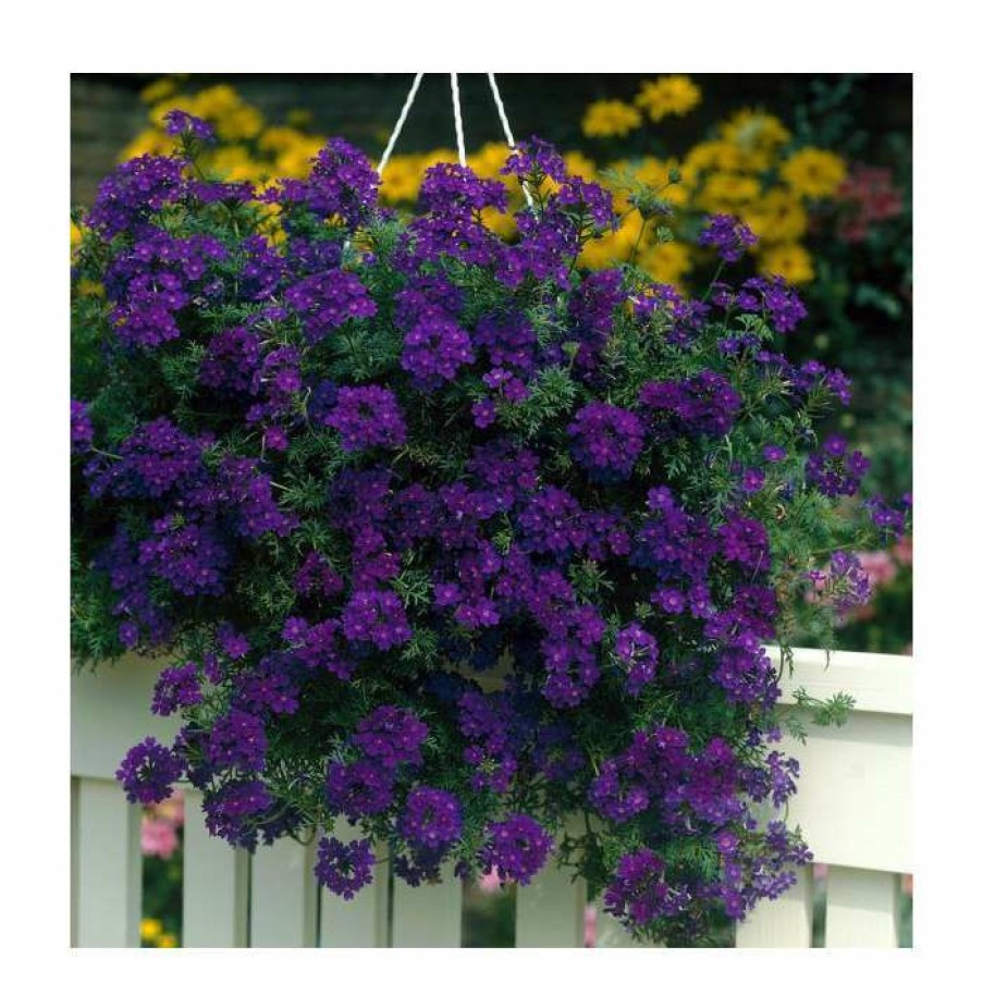 Perennial Plants * | Verbena Vera 'Deep Blue' | 9Cm Pot