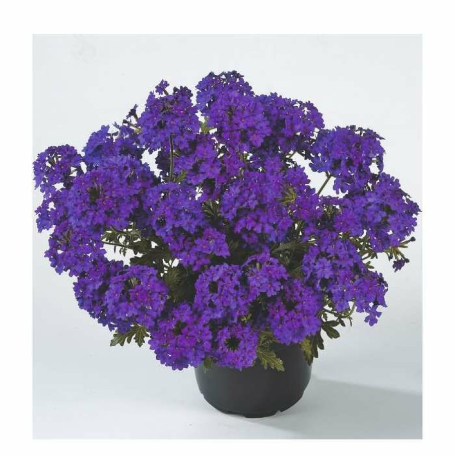 Perennial Plants * | Verbena Vera 'Deep Blue' | 9Cm Pot