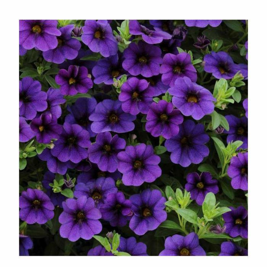 Bedding Plants * | Calibrachoa 'Cabaret Deep Blue' | Pack Of 5 Plug Plants