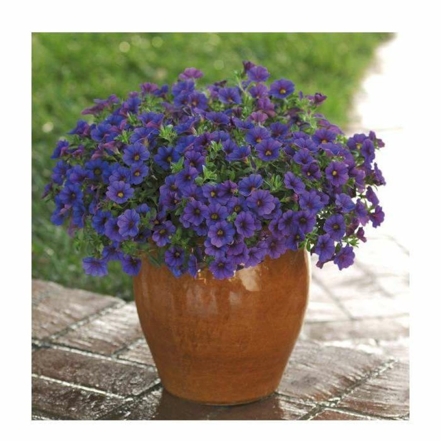 Bedding Plants * | Calibrachoa 'Cabaret Deep Blue' | Pack Of 5 Plug Plants