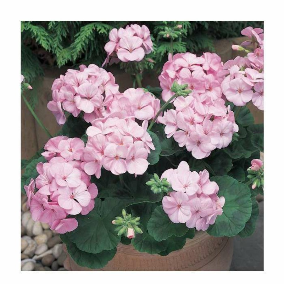 Bedding Plants * | Geranium 'New Century Appleblossom' | Pack Of 5 Plug Plants