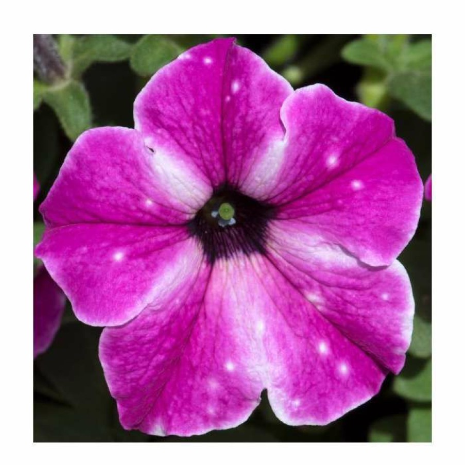 Bedding Plants * | Petunia 'Circus Sky' | Pack Of 5 Plug Plants