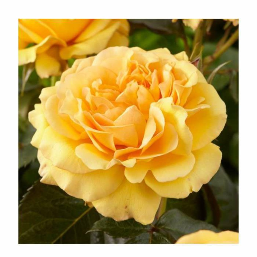 Rose Bushes * | Amber Queen | Floribunda Rose