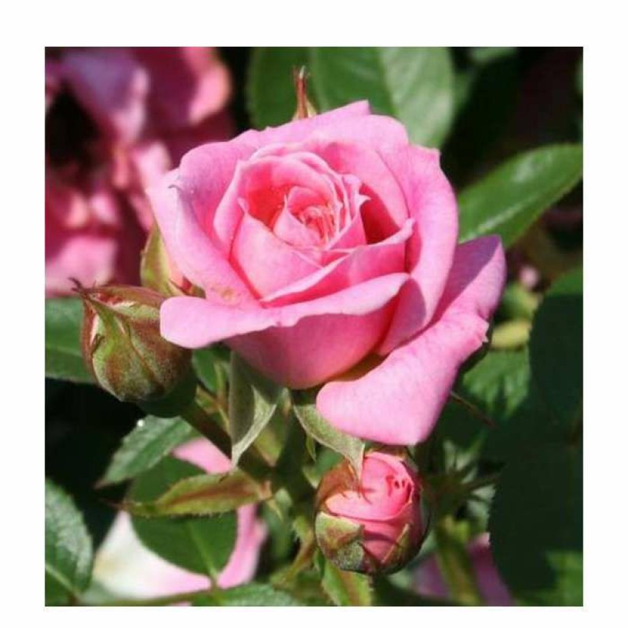 Ornamental Shrubs * | Carefree Days' Patio Rose 5.5L Pot