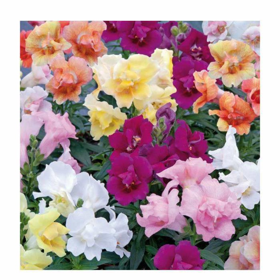 Bedding Plants * | Antirrhinum 'Twinny' Mix | 20 Pack | Garden Ready Bedding