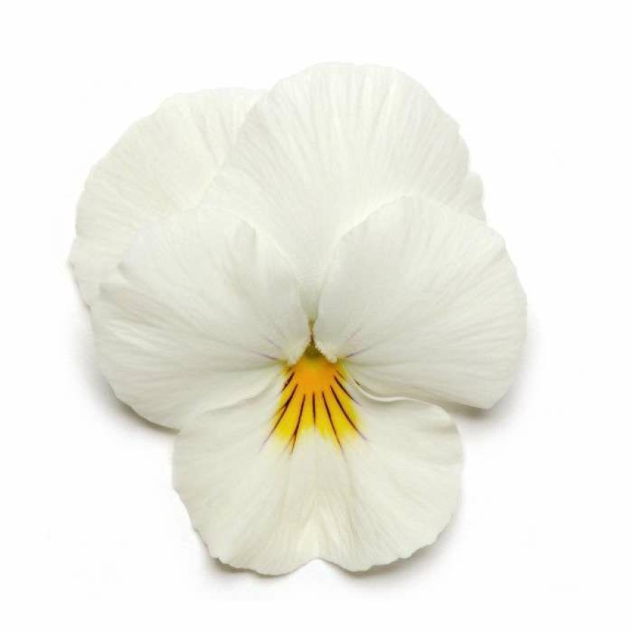 Bedding Plants * | Pansy 'White' | 10.5Cm Pot | Pansy Cool Wave