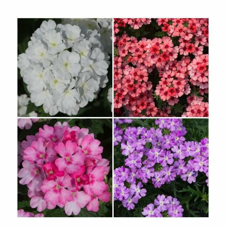 Bedding Plants * | 60 X Jumbo Plugs | Vibrant Verbena Collection | Hand-Picked By Experts