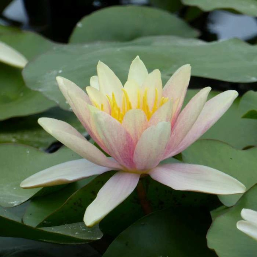 Pond Plants * | Nymphaea 'Paul Hariot' | Water Lily