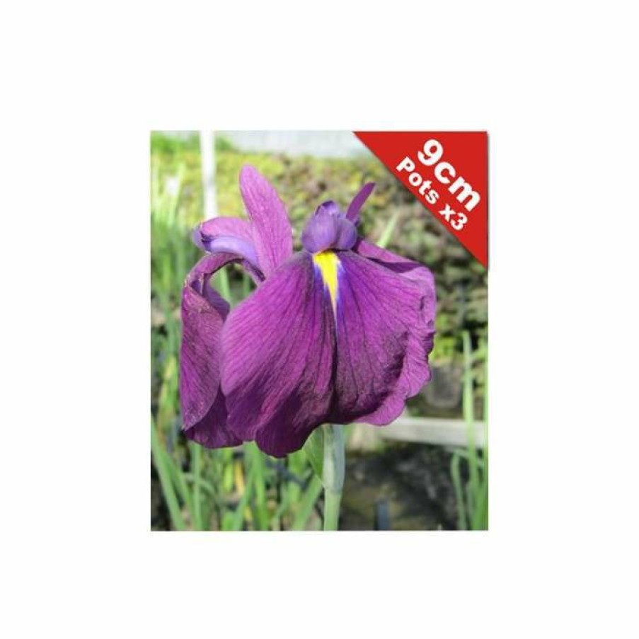 Pond Plants * | Double Flowered Iris | Iris Ensata