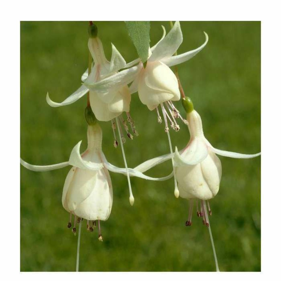 Bedding Plants * | Fuchsia 'Harry Gray' | 10.5Cm Pot