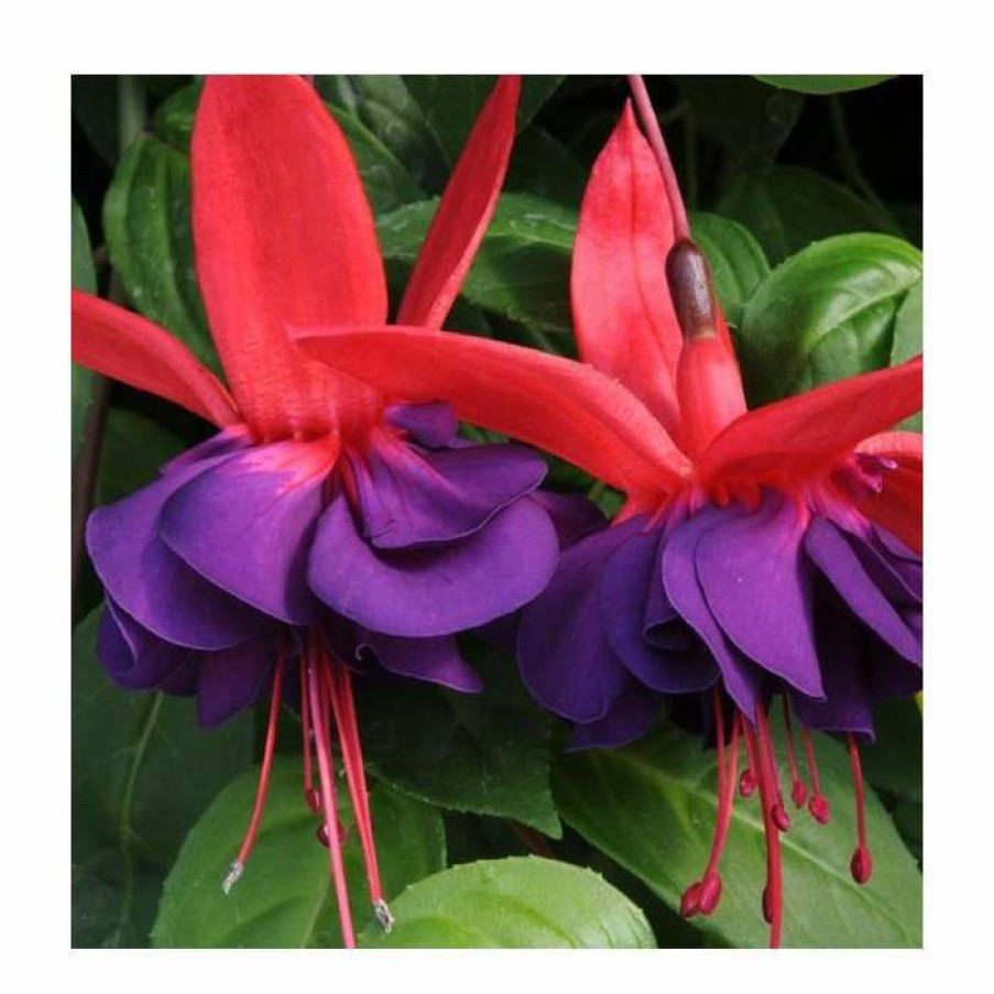 Bedding Plants * | Fuchsia Southern Belles 'Voodoo' | Bedding | 5 X Large Plugs