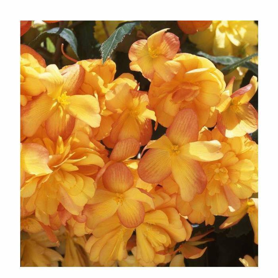 Bedding Plants * | Begonia Illumination 'Apricot Shades' | Perennials | Pack Of 5 Large Premium Plug Plants