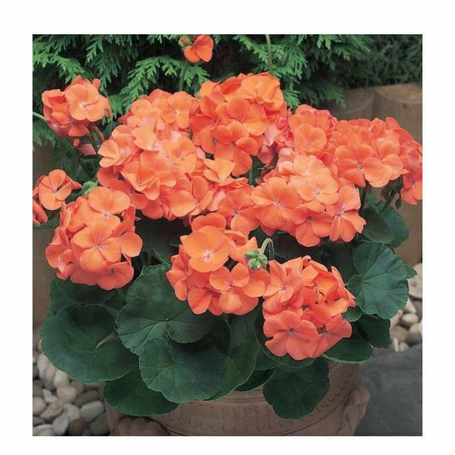 Bedding Plants * | Geranium 'New Century Orange' | Pack Of 5 Plug Plants