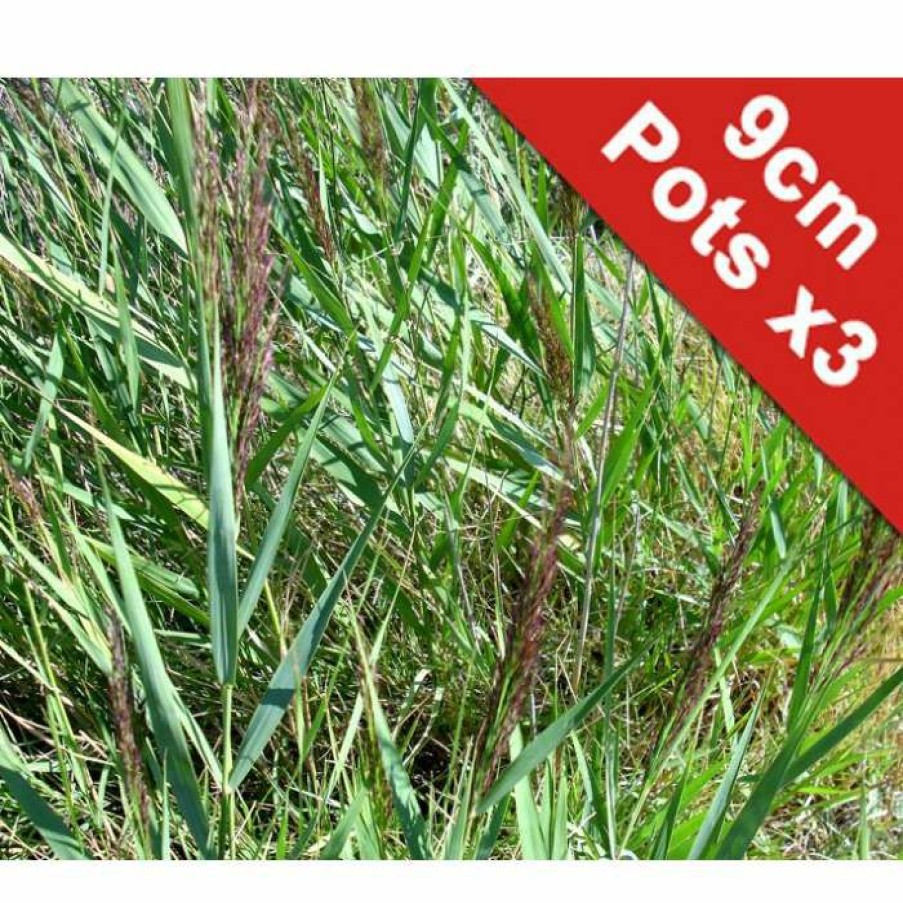 Pond Plants * | Common Reed | Phragmites Australis