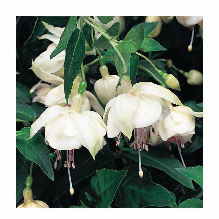 Bedding Plants * | Trailing Fuchsia 'Trudi Davro' | Pack Of 5 Plug Plants