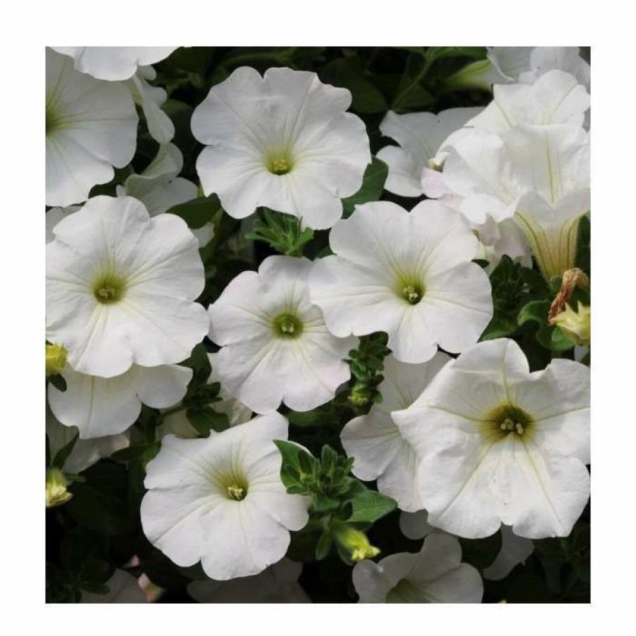 Bedding Plants * | Petunia Surfinia 'Snow' | Bedding | 5 X Large Plugs