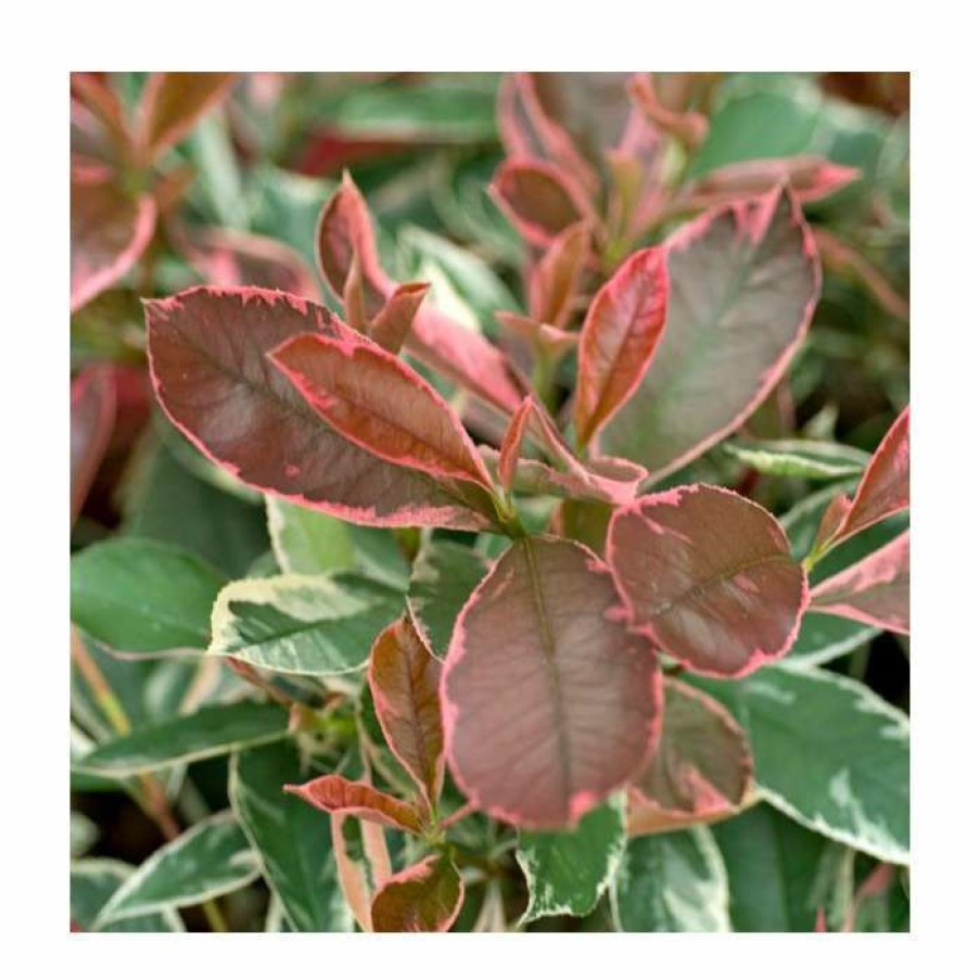 Ornamental Shrubs * | 30-35Cm Photinia Fraseri 'Pink Marble' | 17Cm Pot