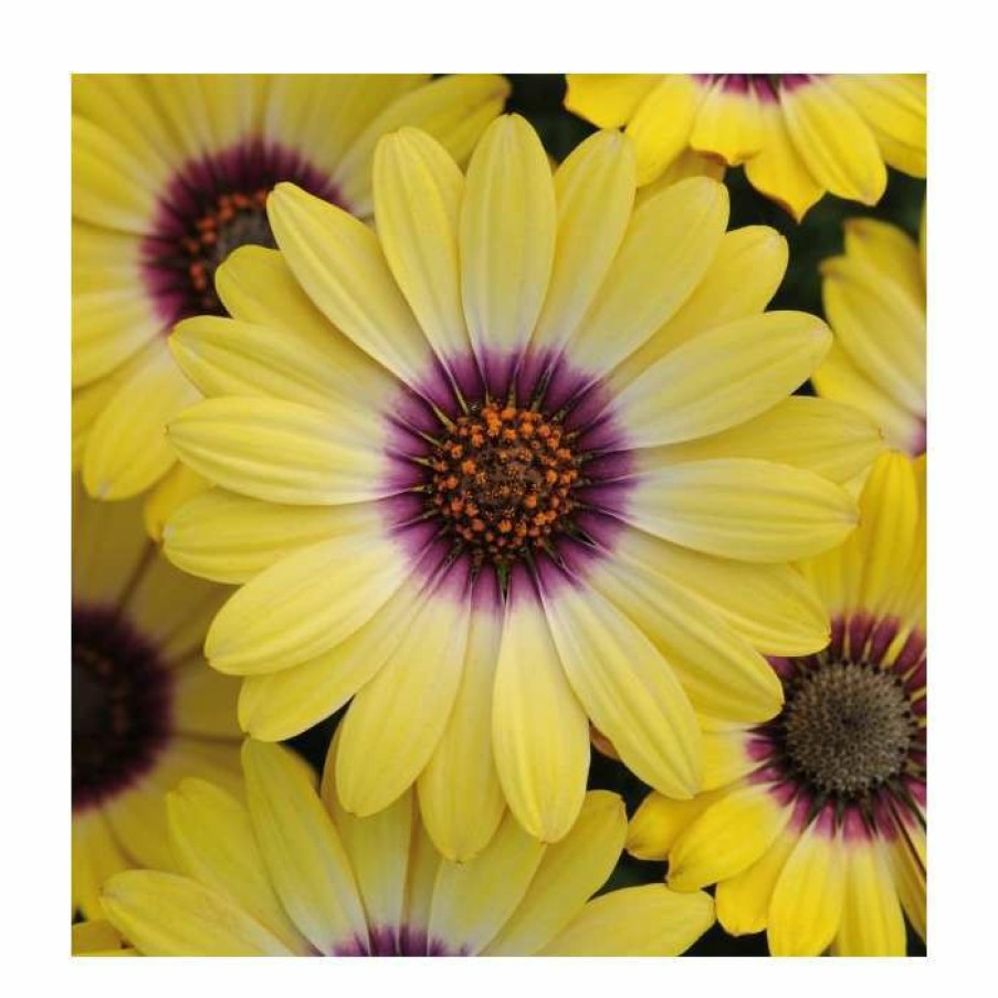 Bedding Plants * | Osteospermum Serenity 'Blue Eyed Beauty' | Bedding | 5 X Large Plugs