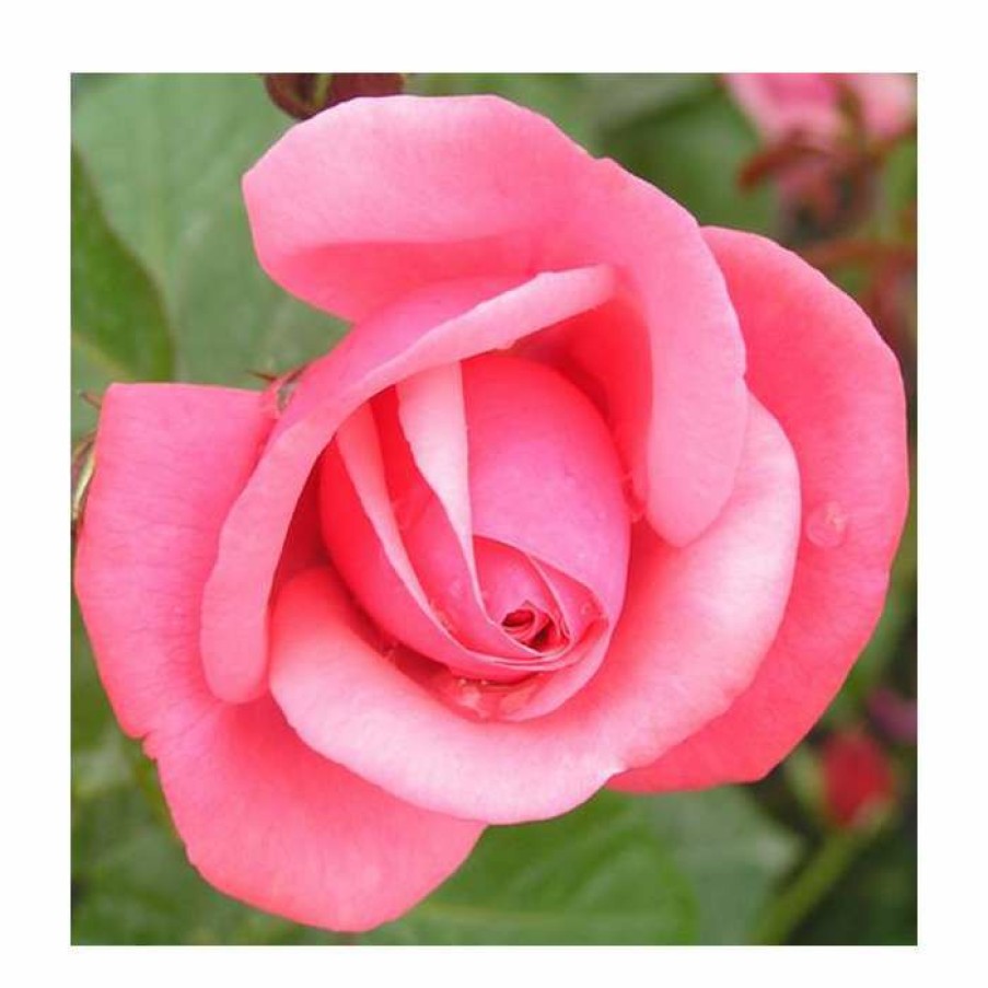 Ornamental Shrubs * | Pink Perpetue' Climber Rose 5.5L Pot