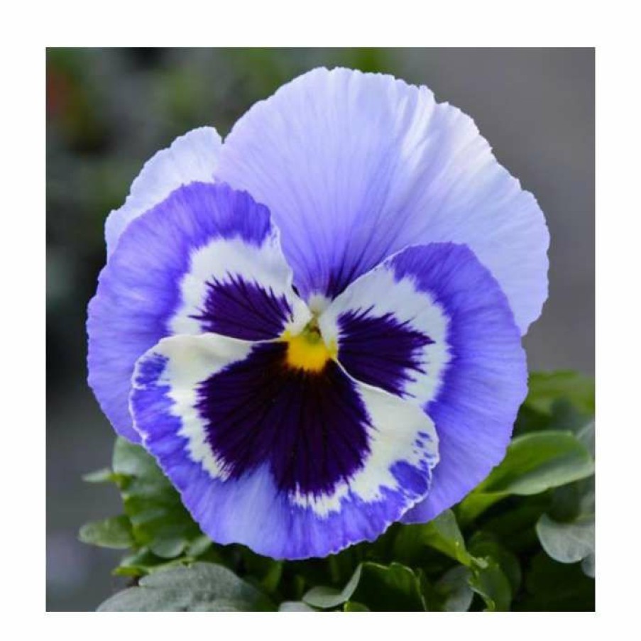 Bedding Plants * | Pansy 'Marina Shades' | 10.5Cm Pot