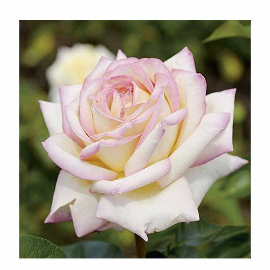 Rose Bushes * | Peace' Bush Rose 4L Pot