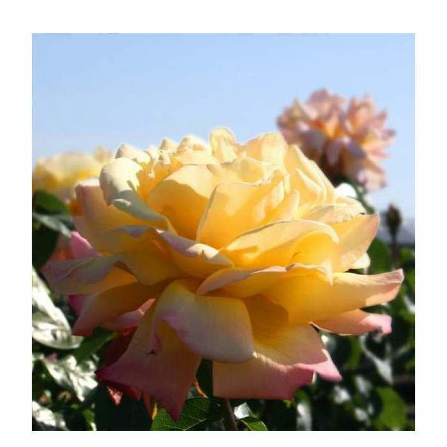 Rose Bushes * | Peace' Bush Rose 4L Pot