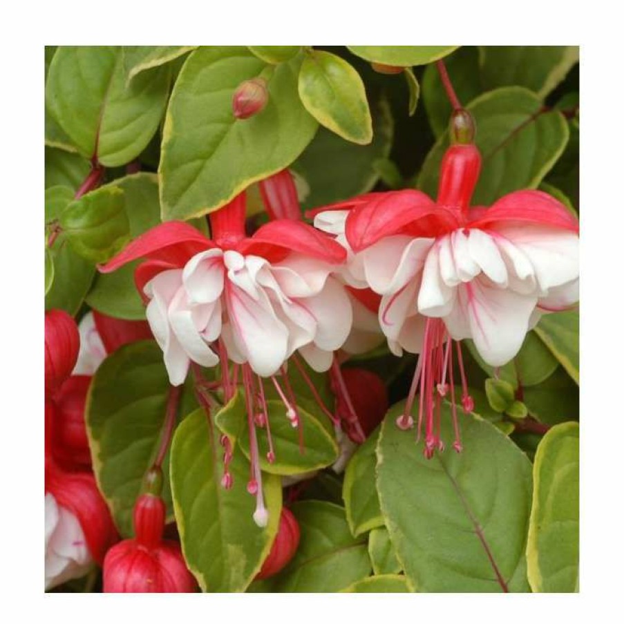 Bedding Plants * | Fuchsia 'Golden Swingtime' | Pack Of 5 Plug Plants