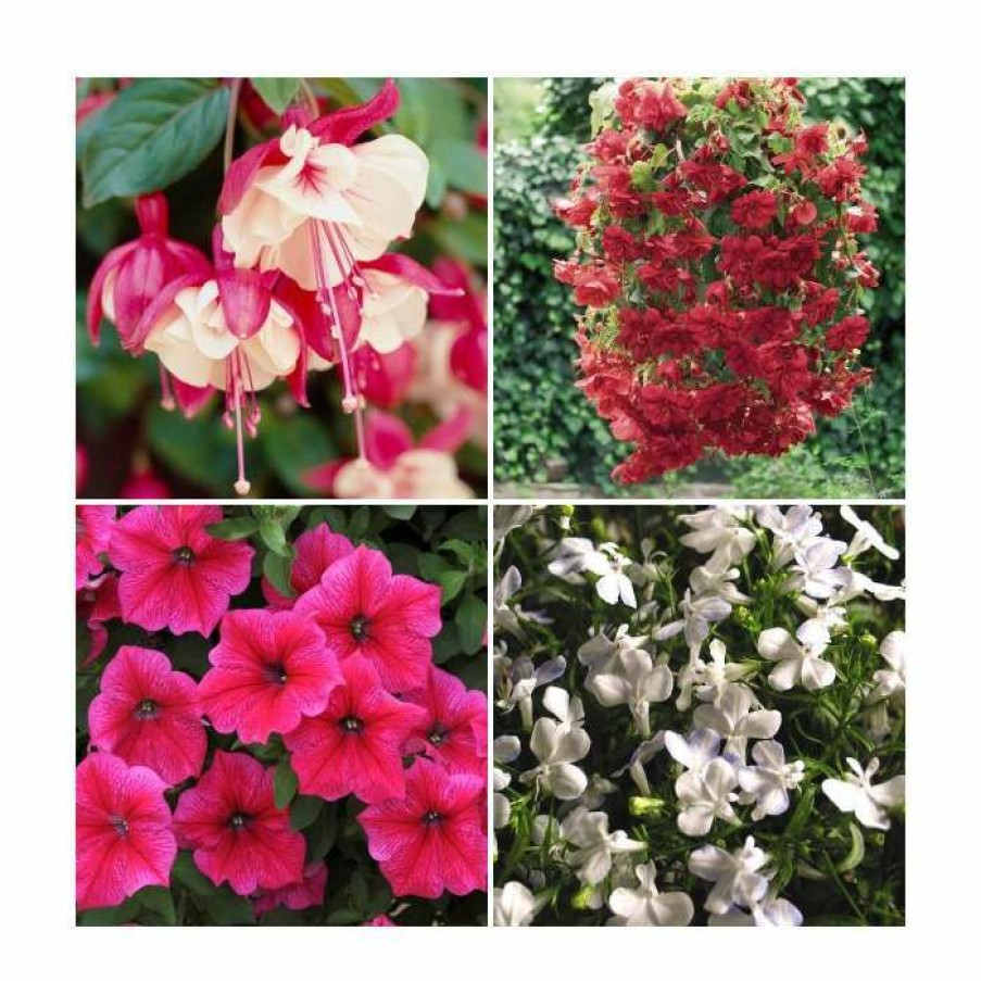 Bedding Plants * | 30 X Jumbo Plugs | Hanging Basket Plant Collection | Hand-Picked By Experts