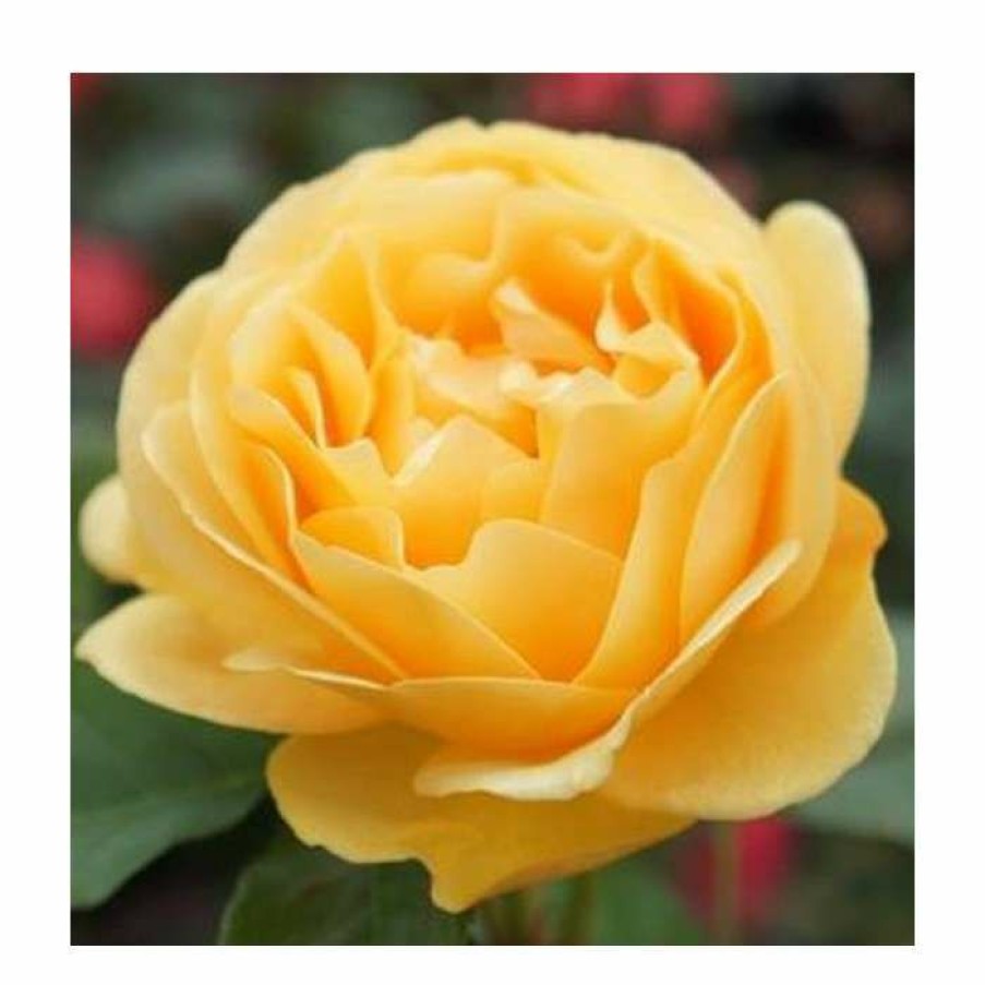 Ornamental Shrubs * | Absolutely Fabulous' Bush Rose 4L Pot