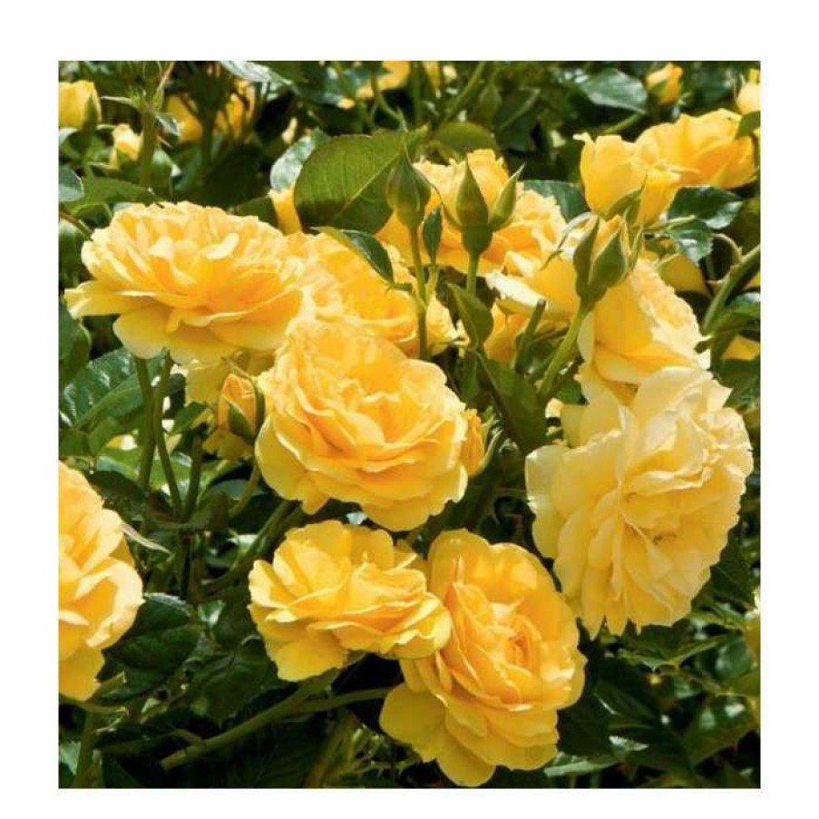 Ornamental Shrubs * | Absolutely Fabulous' Bush Rose 4L Pot