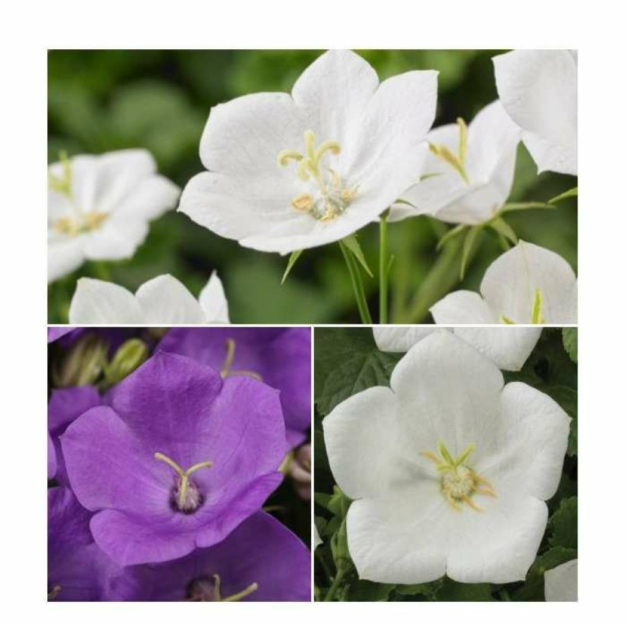 Perennial Plants * | Campanula Carpatica 'Perla White' & 'Blue' | 10.5Cm Pots